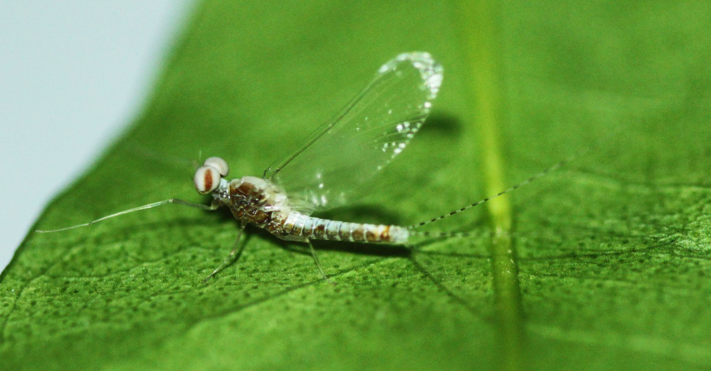 T. setosa male imago.jpg