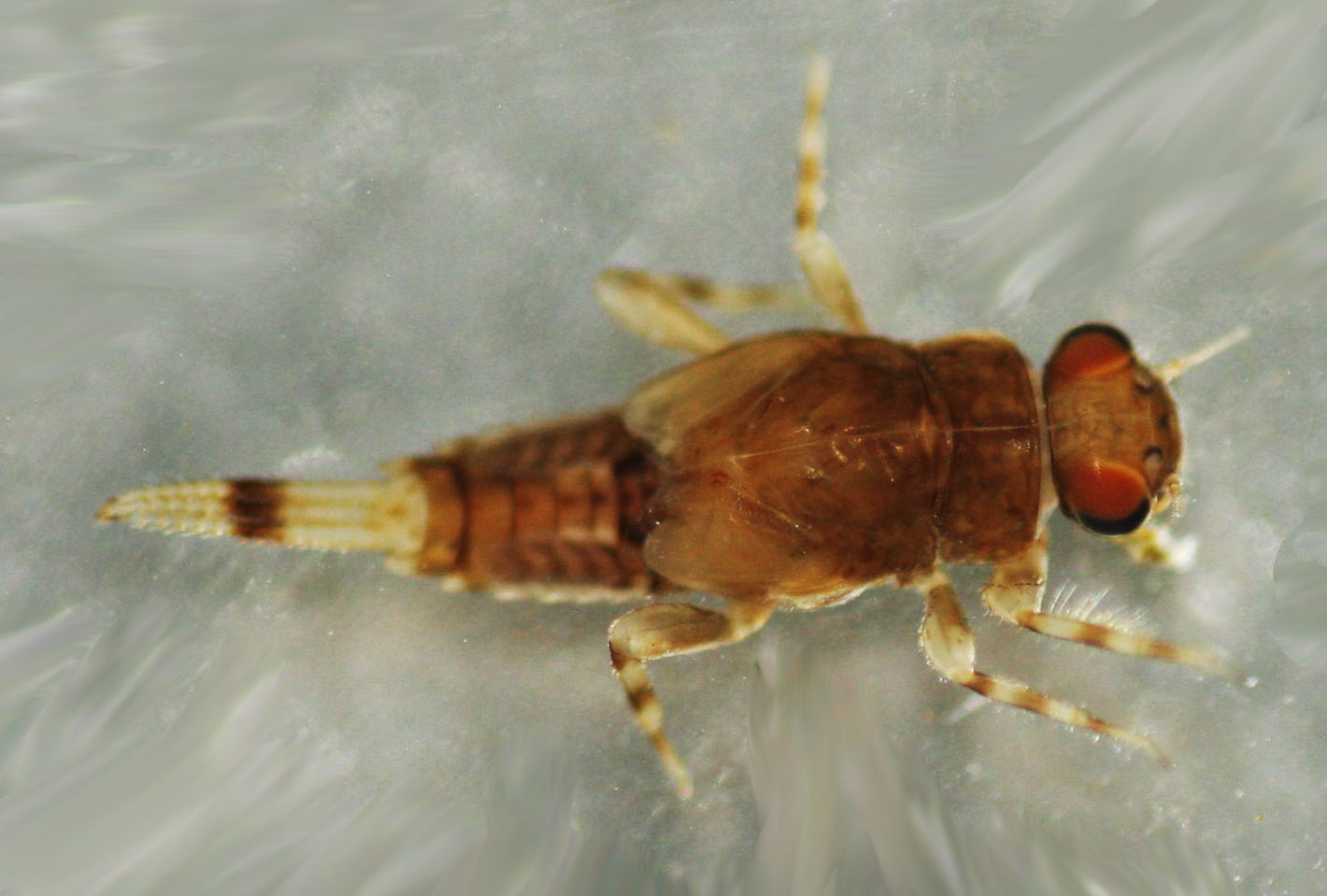 T. setosa nymph.jpg