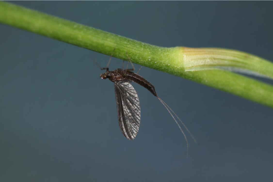 H. zijinensis female subimago.jpg
