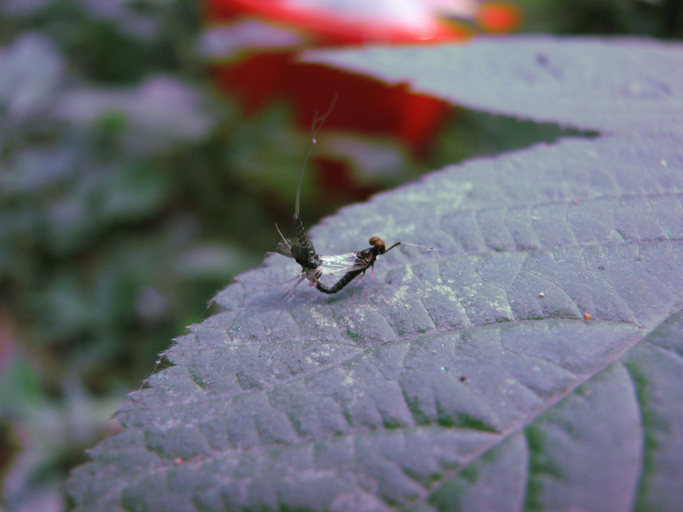 H. zijinensis male imago.JPG