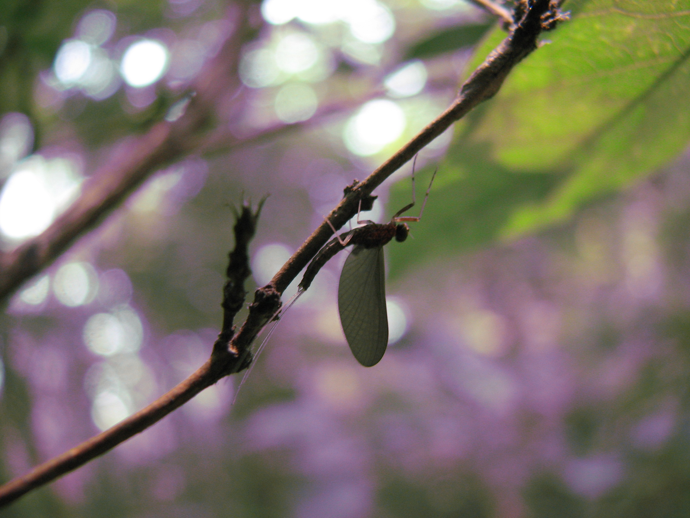 H. zijinensis male subimago.JPG