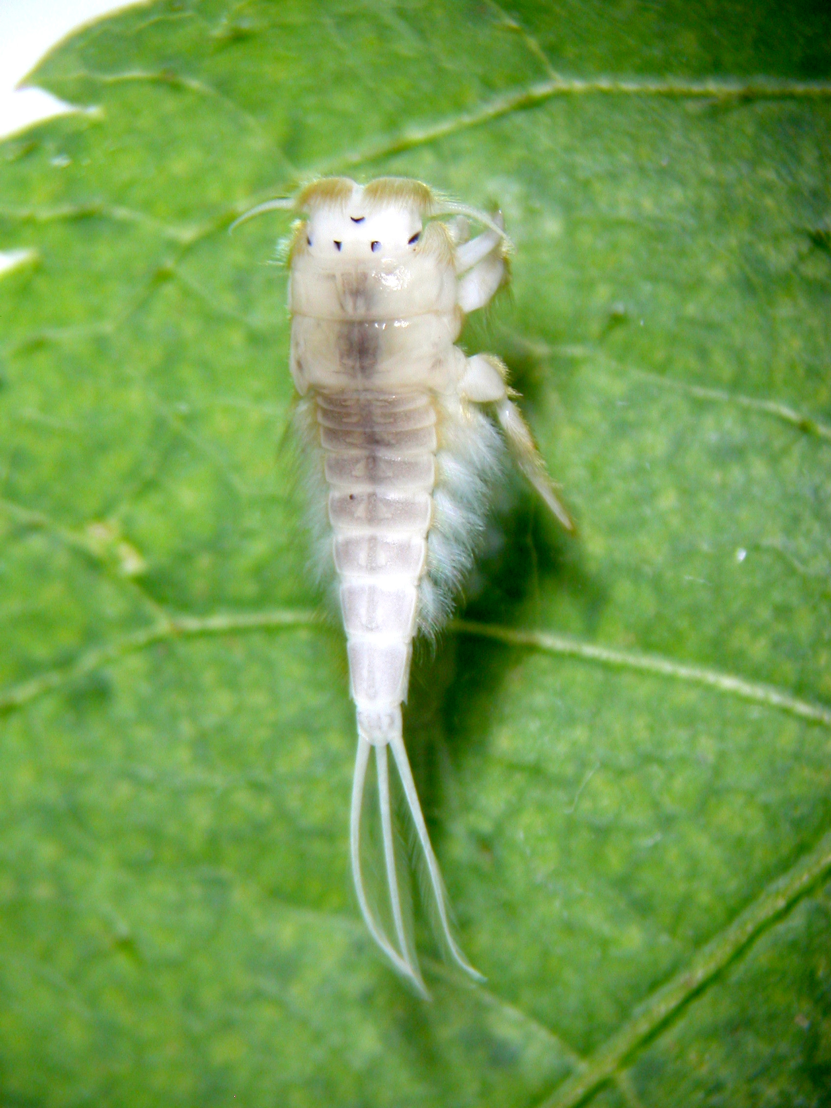 怒江无爪蜉-B. nujiangensis.JPG