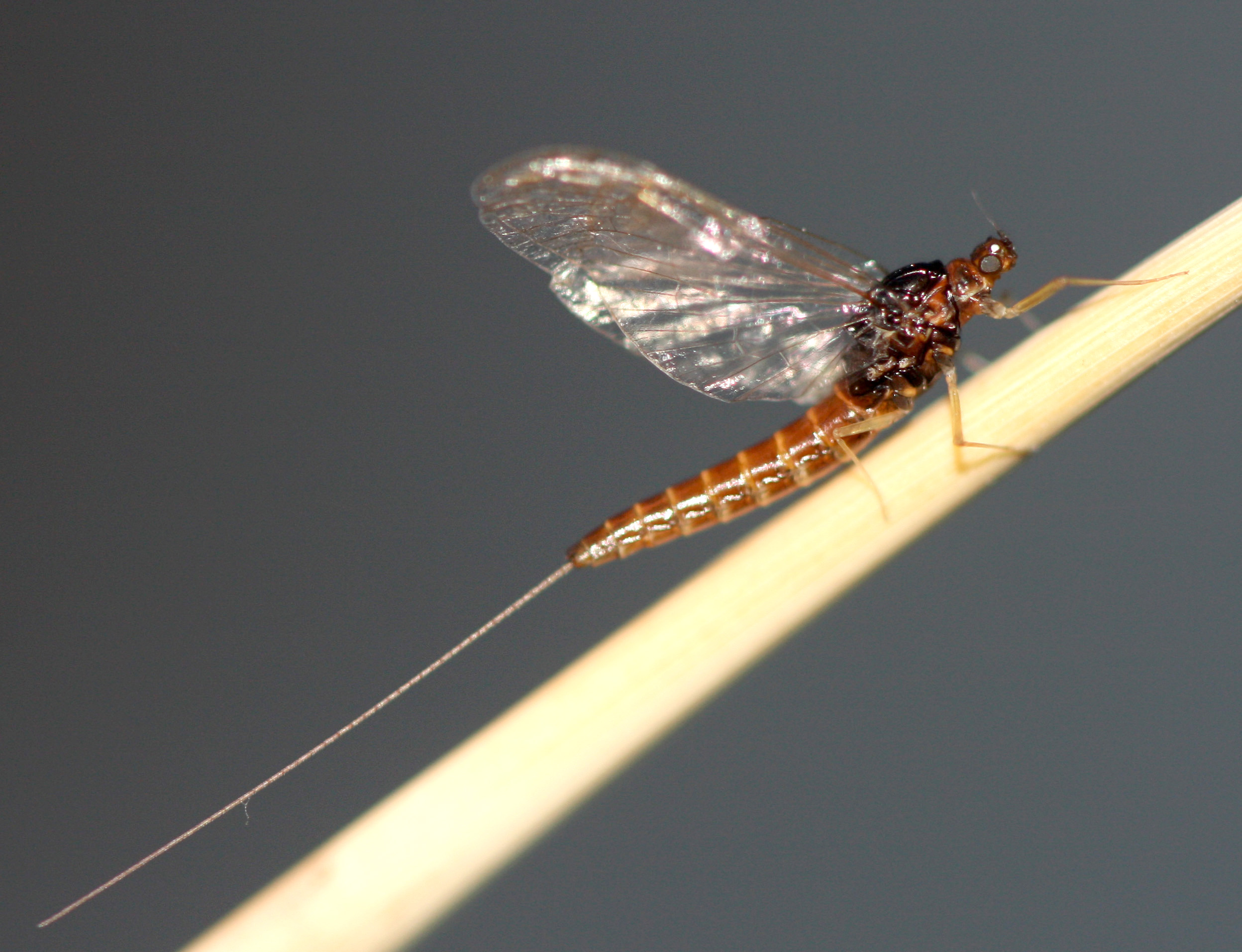 A. yixiani female imago.jpg