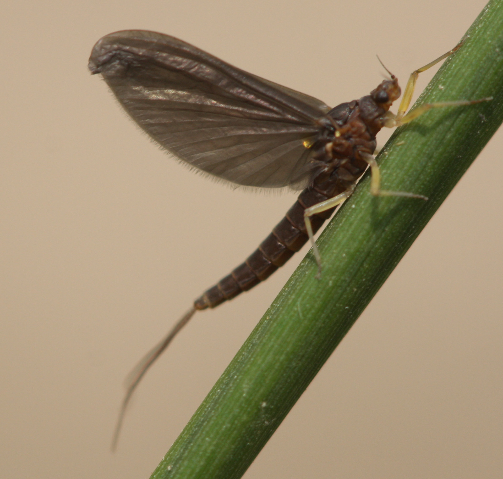A. yixiani female subimago.jpg