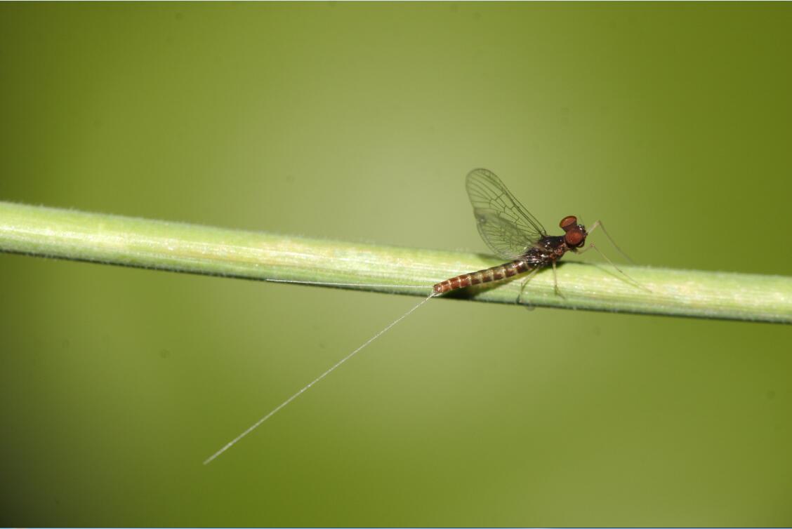 A. yixiani male imago.jpg