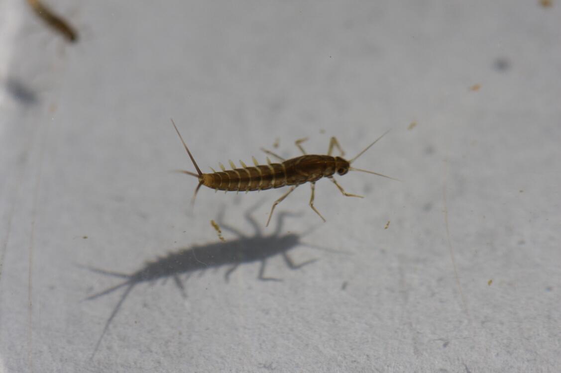 A. yixiani nymph.jpg