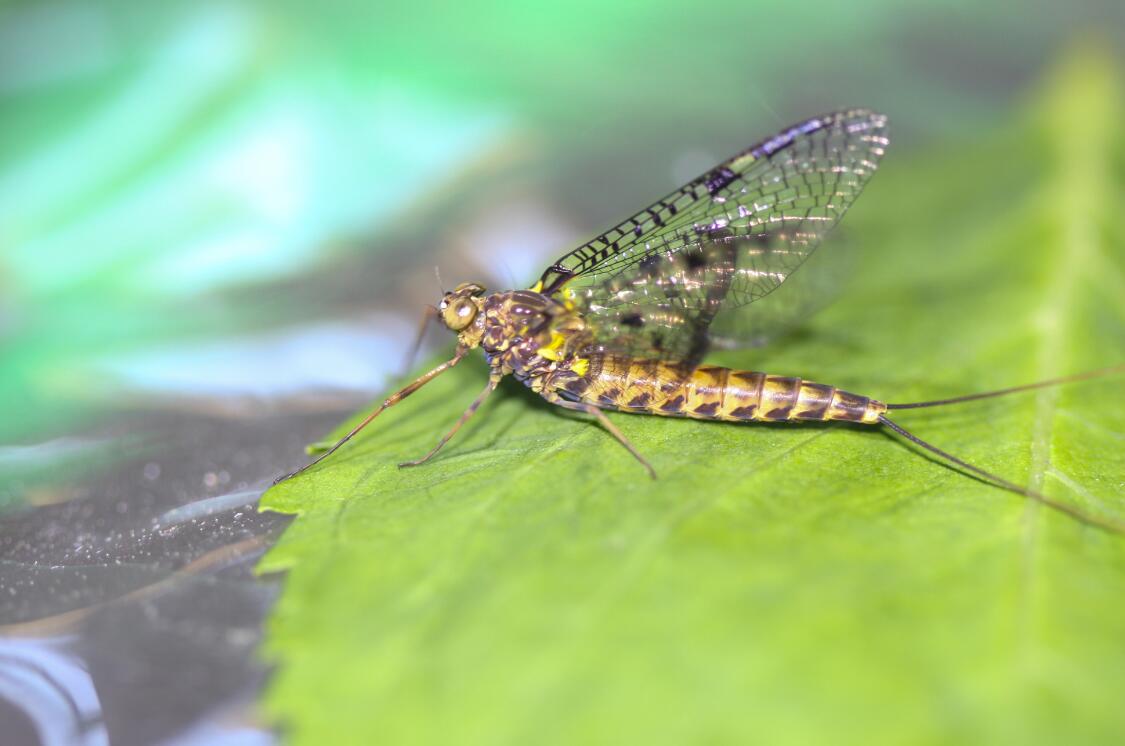 S. davidi female imago.jpg