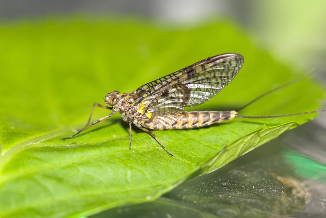 S. davidi female subimago.jpg