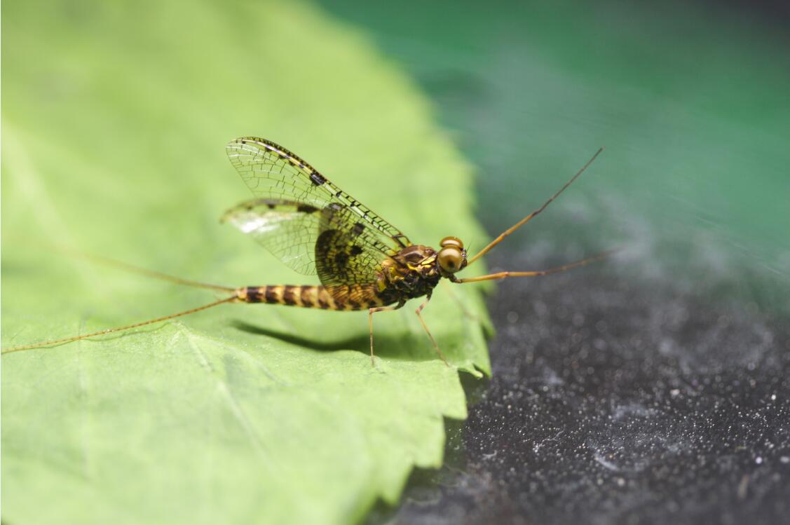 S. davidi male imago.jpg