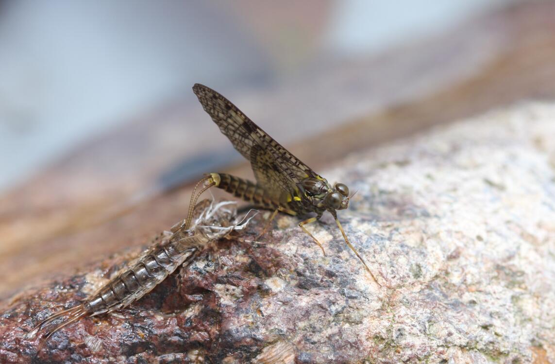 S. davidi male subimago.jpg