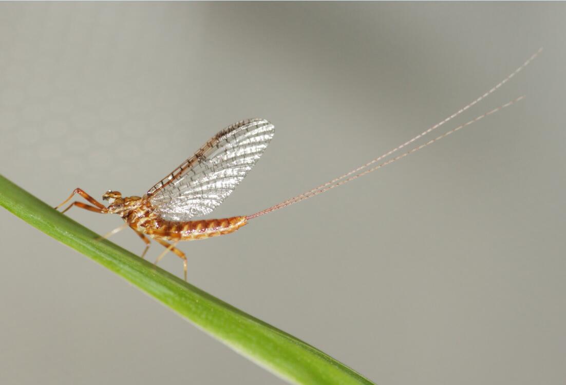 P. youi female imago.jpg