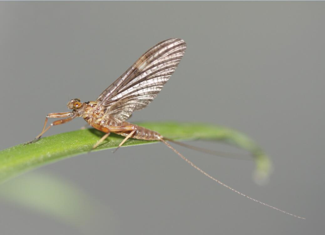 P. youi female subimago.jpg