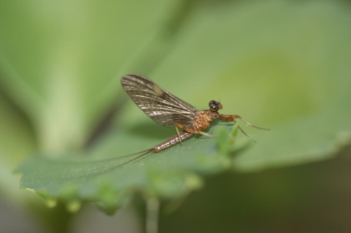 P. youi male subimago.jpg
