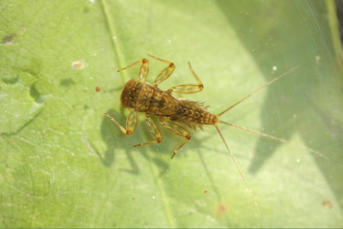 P. youi nymph.jpg