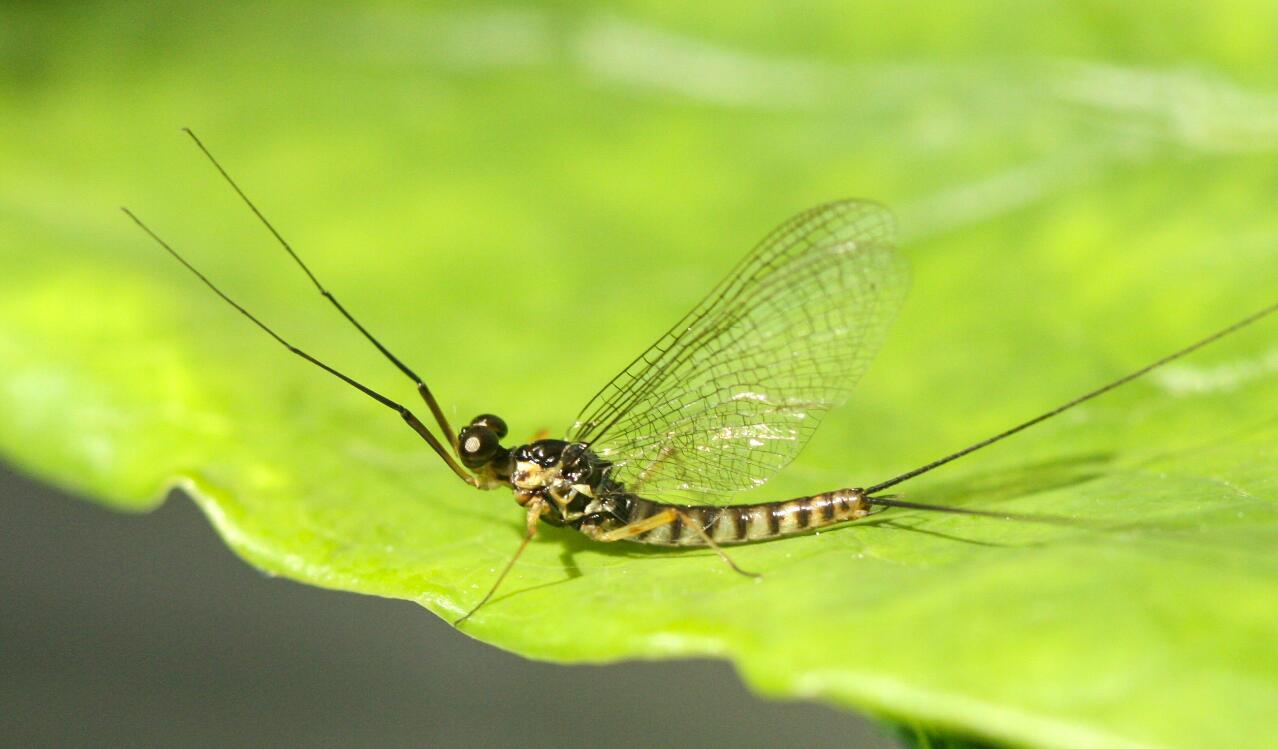 高翔蜉属Epeorus sp.jpg