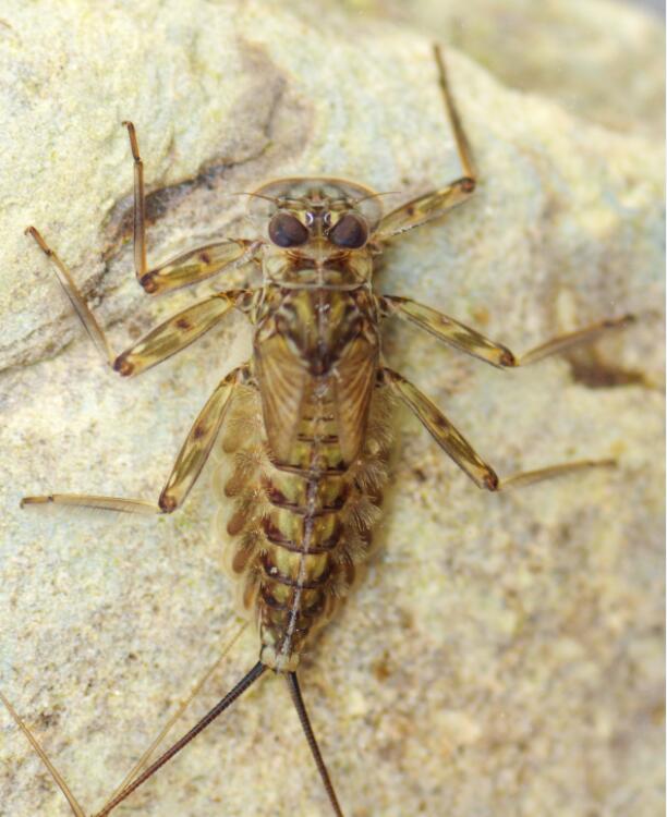 勾突高翔蜉 (2).jpg