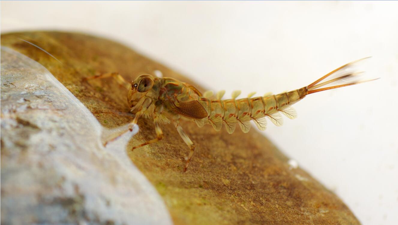 中国古丝蜉（Siphluriscus chinensis ）.jpg